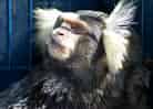 動物図鑑・コモンマーモセットの写真 9